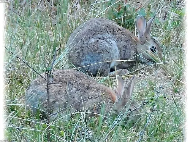 image_1